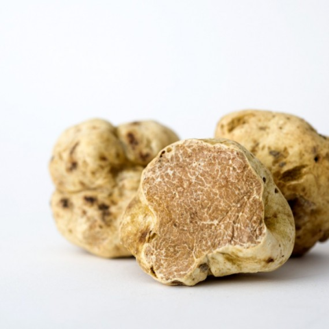 Domande indennità per la conservazione del patrimonio tartufigeno regionale